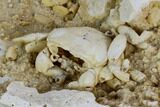 Fossil Crab (Potamon) Preserved in Travertine - Turkey #121373-5